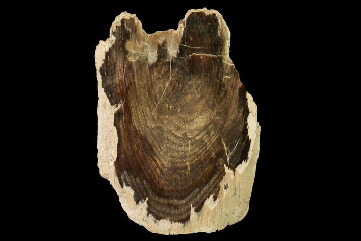 Polished Petrified Wood Stand-up - McDermitt, Oregon #172090